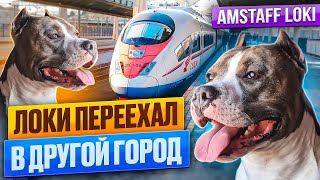видео: Амстафф Локи ПЕРЕЕХАЛ жить из Санкт-Петербурга в другой город. картинка: Амстафф Локи ПЕРЕЕХАЛ жить из Санкт-Петербурга в другой город.