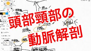 頸部と頭部への動脈の解剖学を解説してみた