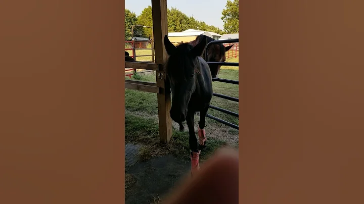 Dingbat opens a gate for friends.#1