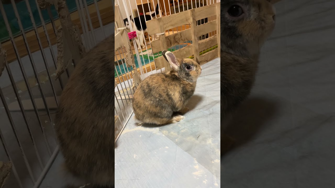 令和7年4月4日 ウサギ解放！ #shorts #rabbit #bunny - YouTube