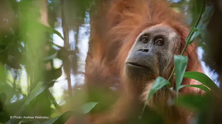 Pongo tapanuliensis, a New Orangutan Species/ Curr...