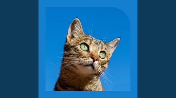 Pulsating Backdrops for Keeping Cat Relaxed