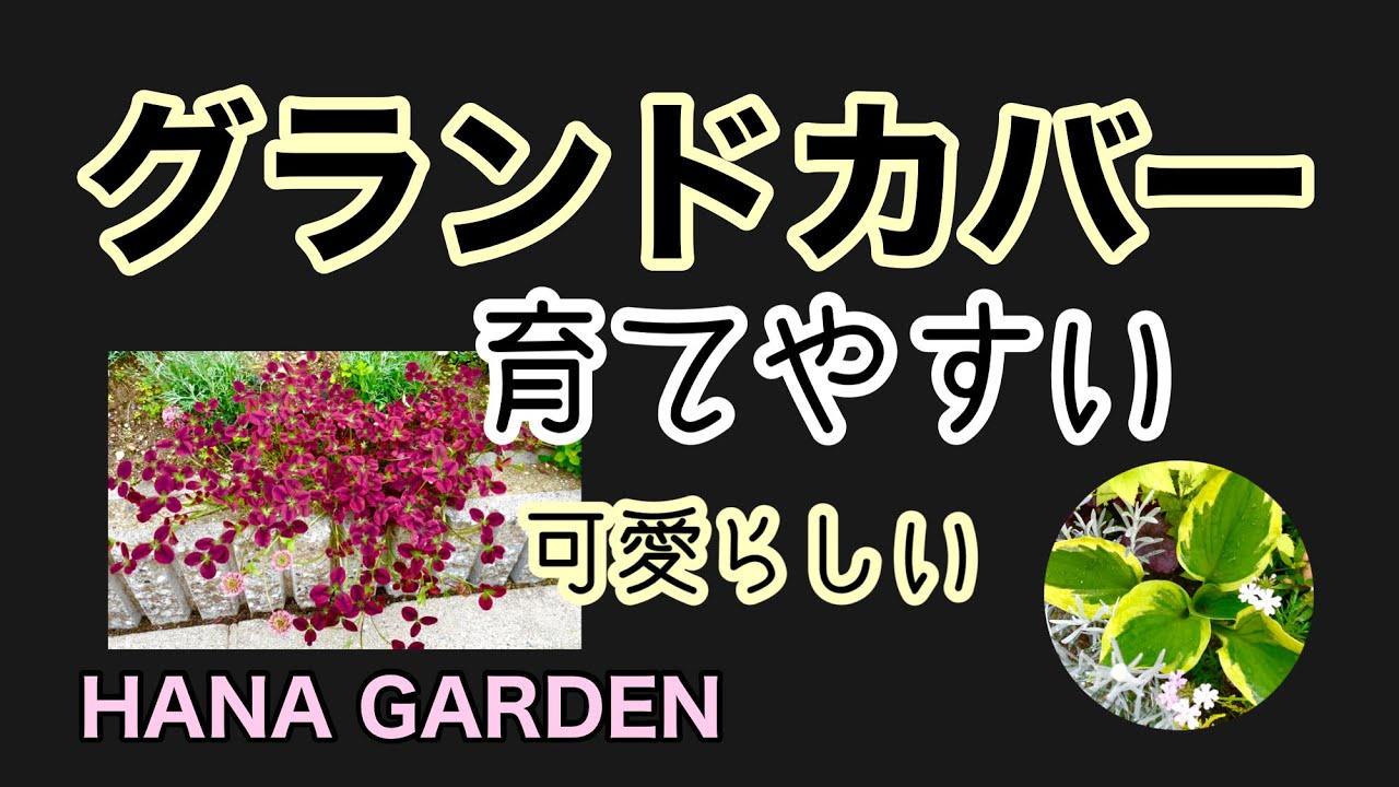 ガーデニング グランドカバー 初心者でも育てやすい下草 ヒューケラ ギボウシ ホスタ ヤブランとお洒落でかわいいバーベナタピアン クローバー Youtube