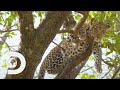 Leopard Cub Hides In Treetops Away From Wild Baboons! | Big Cat Tales