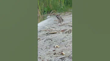 НЕ ПО ПЛАНУ-Кормил муравьёв но птица поела всех I fed the ants,but a bird flew in and ate everything