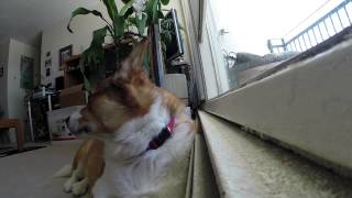 Broading Corgi likes his chin relaxed