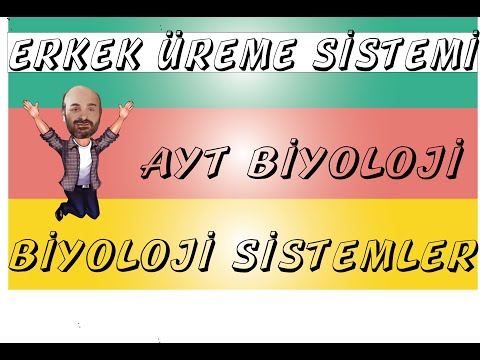 Erkek Üreme Sistemi
