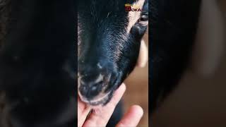 kambing kacang, kambing yang mudah di budidayakam