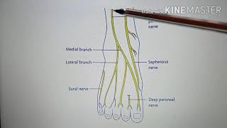Superficial Peroneal Nerve By Dr Benjamin Wincent