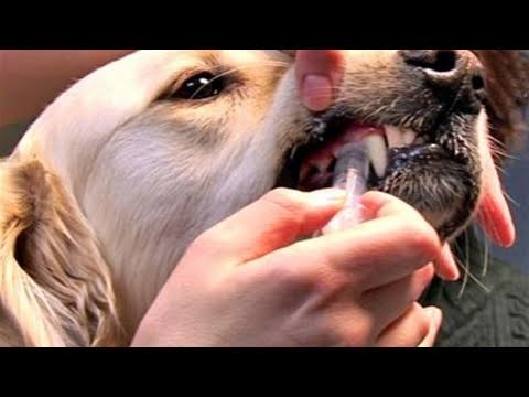 Video: How To Put A Dropper On A Dog