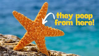 Unknown Truths About Starfish That You Must Know!