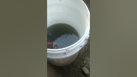 cách bẫy chuột hiểu quả nhất