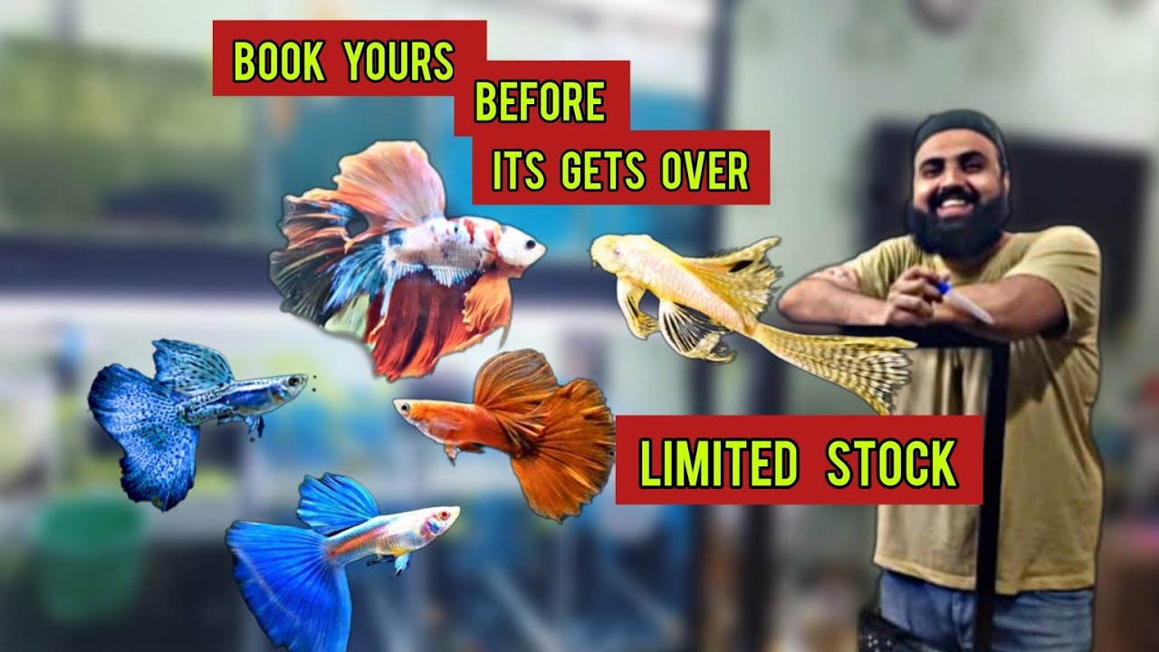 Exotic Guppies, Bettas & Plecos at S2 AQUATICS | EXOTIC GUPPY GIVEAWAY