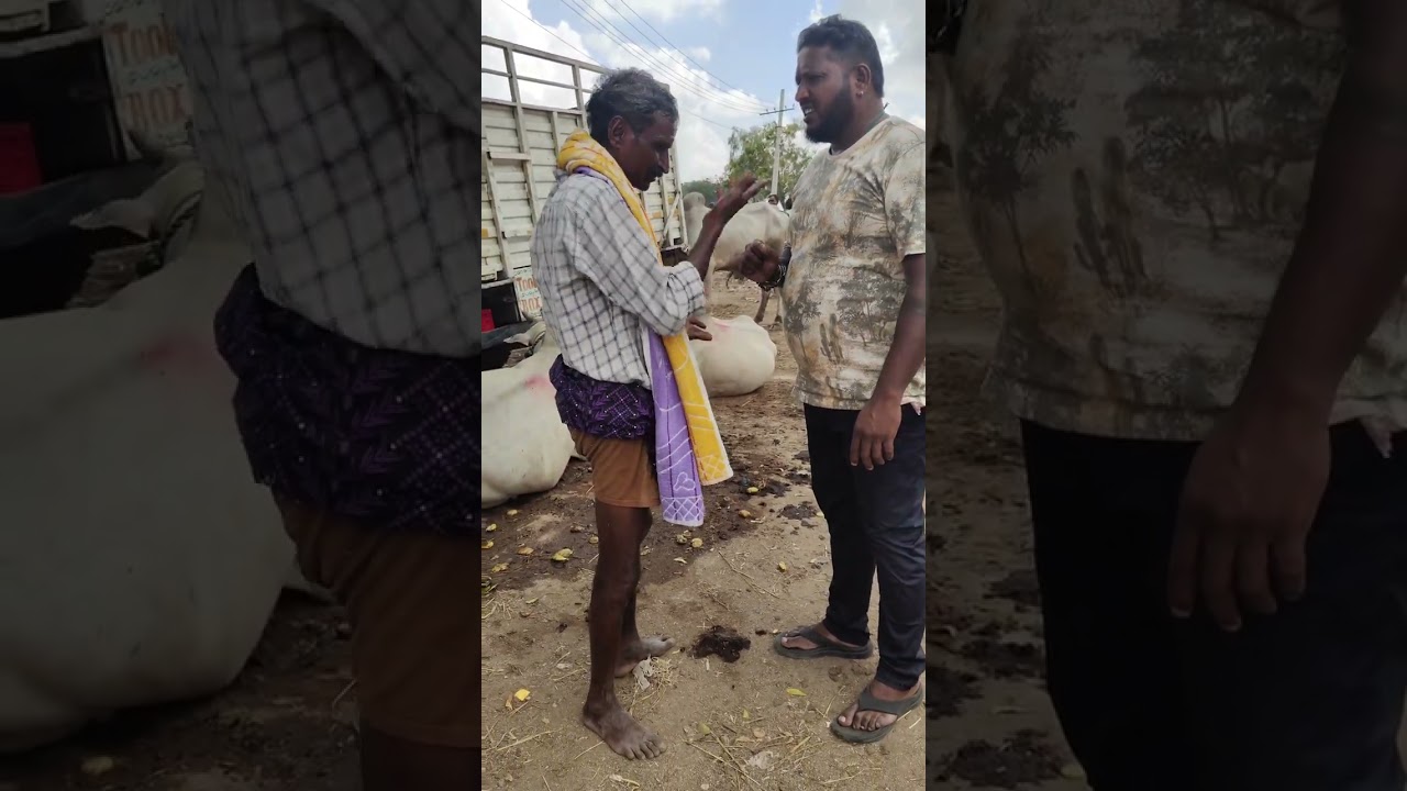 మా ఆవులను రాత్రి నువ్వు తోలుకొని వచ్చావు #telugu  #prank #viral #video