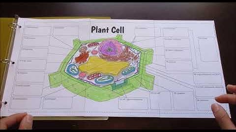 Plant Cell - Interactive Big Foldable for INBs or Binders (by Tangstar Science)