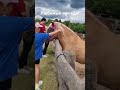 Любимые лошади!