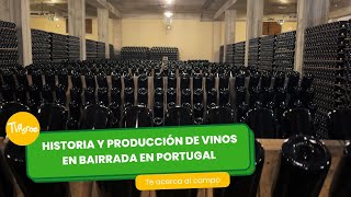 Historia y producción de vinos en Bairrada - Portugal - TvAgro por Juan Gonzalo Angel Restrepo