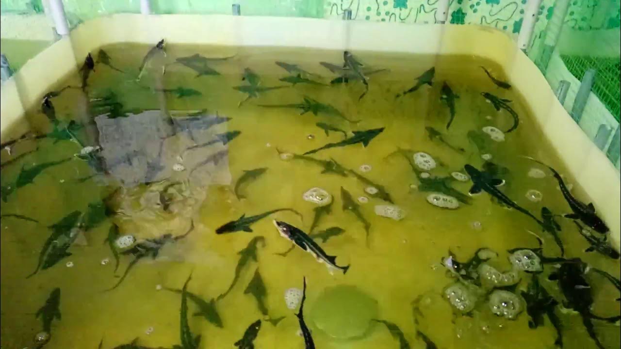 Бассейны для узв узв. Узв аквариум. Узв это в рыбоводстве. Узв осетр 400. Узв это в рыбоводстве.