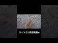 ウサギと話すスーツさんw#問題発言 #スーツ交通 #おもしろ動画 #ウサギ