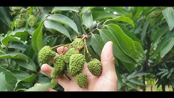 3 Loại Vải Lục Ngạn Thời Điểm Này l Núi Đồi Lục Ngạn