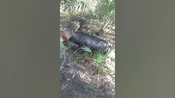 Doggin hogs fl