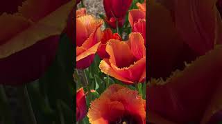 Тюльпаны Оранжевый Лувр #spring #английскийсад #garden
