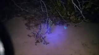The Glowing Scorpion - AMAZING VIDEO