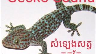 Gecko Sounds សំឡេងសត្វតុកកែ