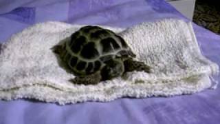 Horsfield Tortoise - George