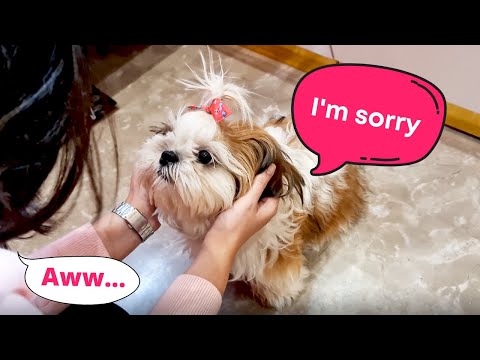 Video: 3 ženklai Jūsų „Shih Tzu“yra antsvoris