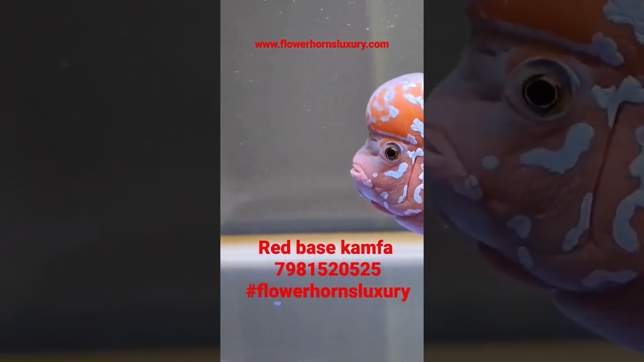 Red base kamfa 