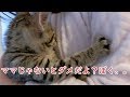 チューチュー甘えるのはどうしてもママがいい子猫のビビ　Kittens that I really want to mom