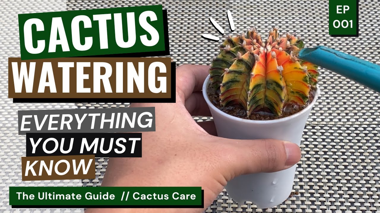 How And When To Water A Cactus Cactus Care Ep 01 YouTube How And When To Water A Cactus Cactus Care Ep 01 YouTube