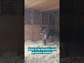 Visiting Hayling Island Donkey Sanctuary