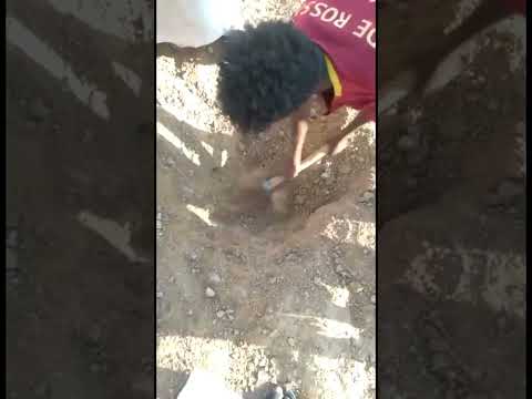   هكذا يستخرج الذهب في السودان