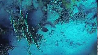 4K Diving Scuba Sharm El Sheikh (Part 28) - "Yalla" Team 2019 (Video by Sergei S.) HD 60fps 5.9.2019