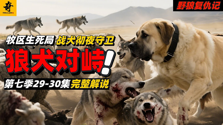 大型紀錄片【野狼復仇記】第七季29-30集，牧區生死局，狼群連環挑衅，狼犬徹夜对峙，天亮发动追擊戰燃爆牧區#坎高犬#狼#牧羊犬#狗#狼群#土耳其#动物世界#動物解説#動物世界