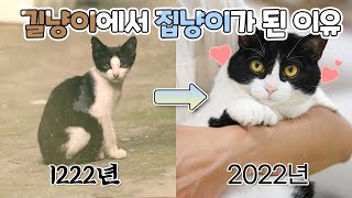 How Wild Cats Became Pets (ENG SUB)