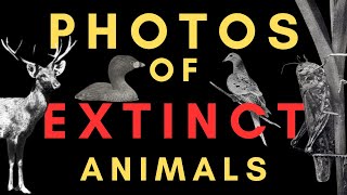 Photos of Animals that are now EXTINCT - Ambient Information