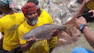 Big Fish harvesting in Rajshahi district, Bangladesh