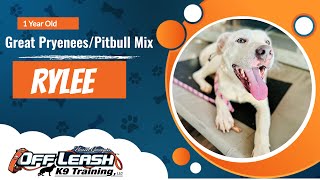 Transformation Journey: Rylee the Great Pyrenees/Pitbull Mix Masters Obedience Training | OLK9