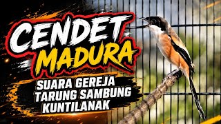 Cendet Madura Gacor Suara Gereja, Tarung Sambung Kunti Ngejoss Panjang Keras Powernya!
