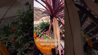 Summer plant pot display #containergardening #planting #gardening