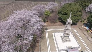 Cherry blossoms