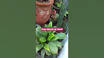 Thumbnail of Beautiful Peace Lily Plant Variety #nature #song #plants #music #music #garden