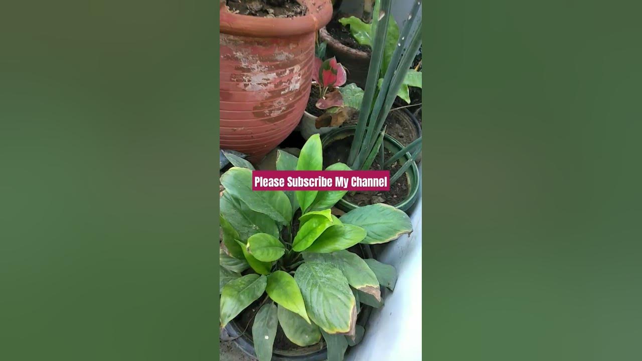 Beautiful Peace Lily Plant Variety #nature #song #plants #music #music #garden