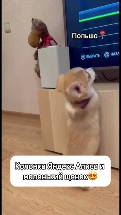 Алиса разговаривает с собачкой 😍 она идеальна для всех! Подписывайся # ...