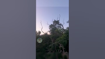 Scary tree #gap #huma20 #flow #FPV #fpvdrones #FPVLife #FreestyleFPV #MonkeymindFPV #dronevideo