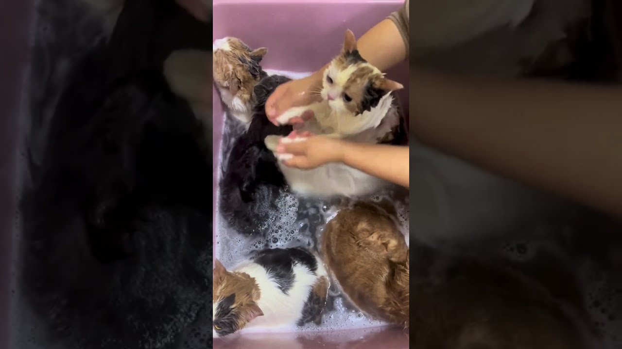 Cat Shower Time 😁