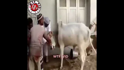 Как убивают корову часть 2